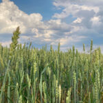 Grüne Getreidehalme vor blauem Himmel mit weißen Wolken