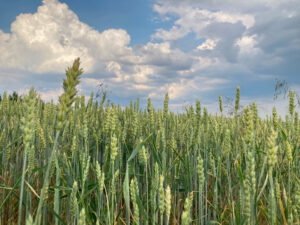 Grüne Getreidehalme vor blauem Himmel mit weißen Wolken