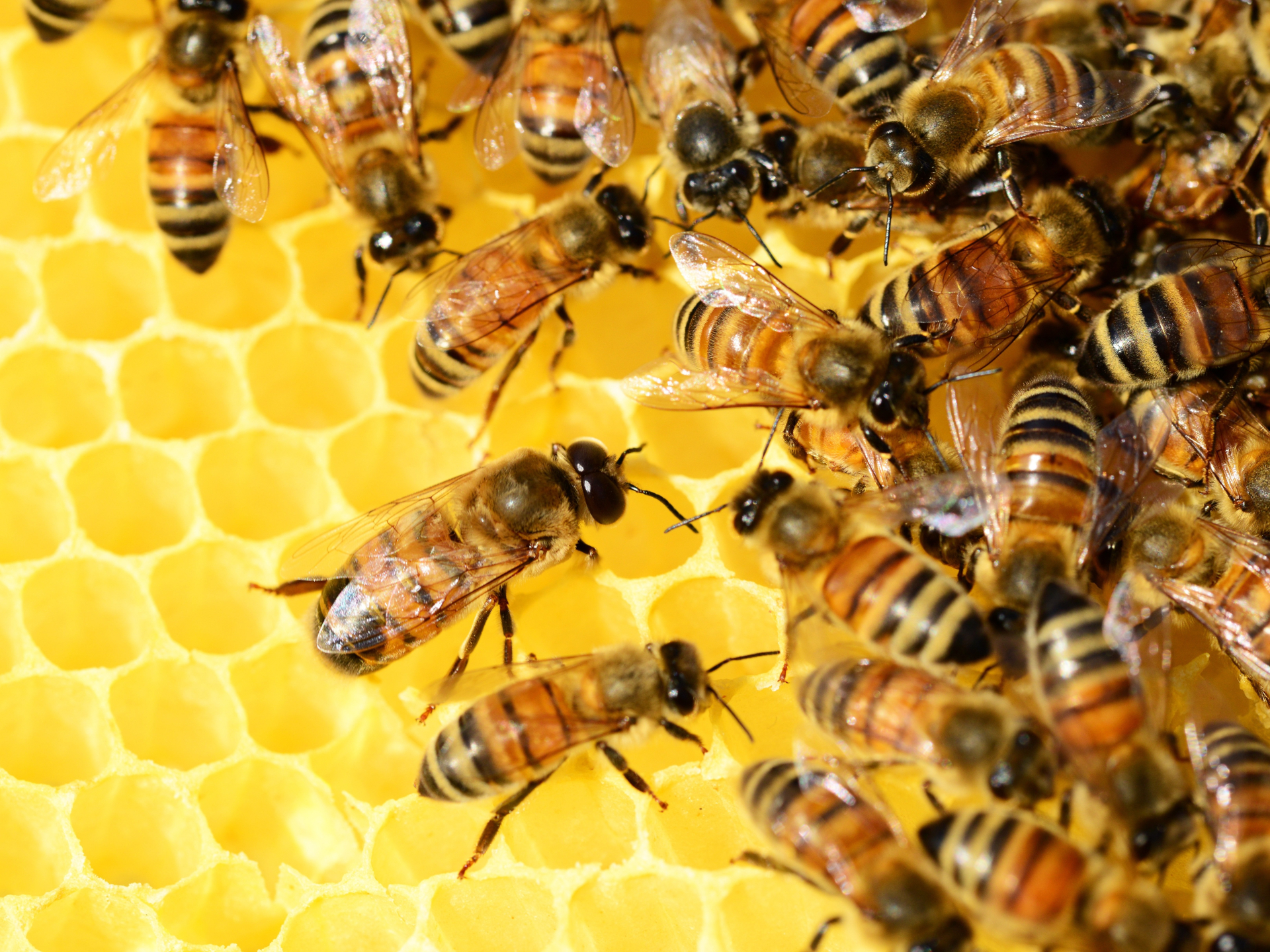 Honigbienen bei der Arbeit an Honigwaben